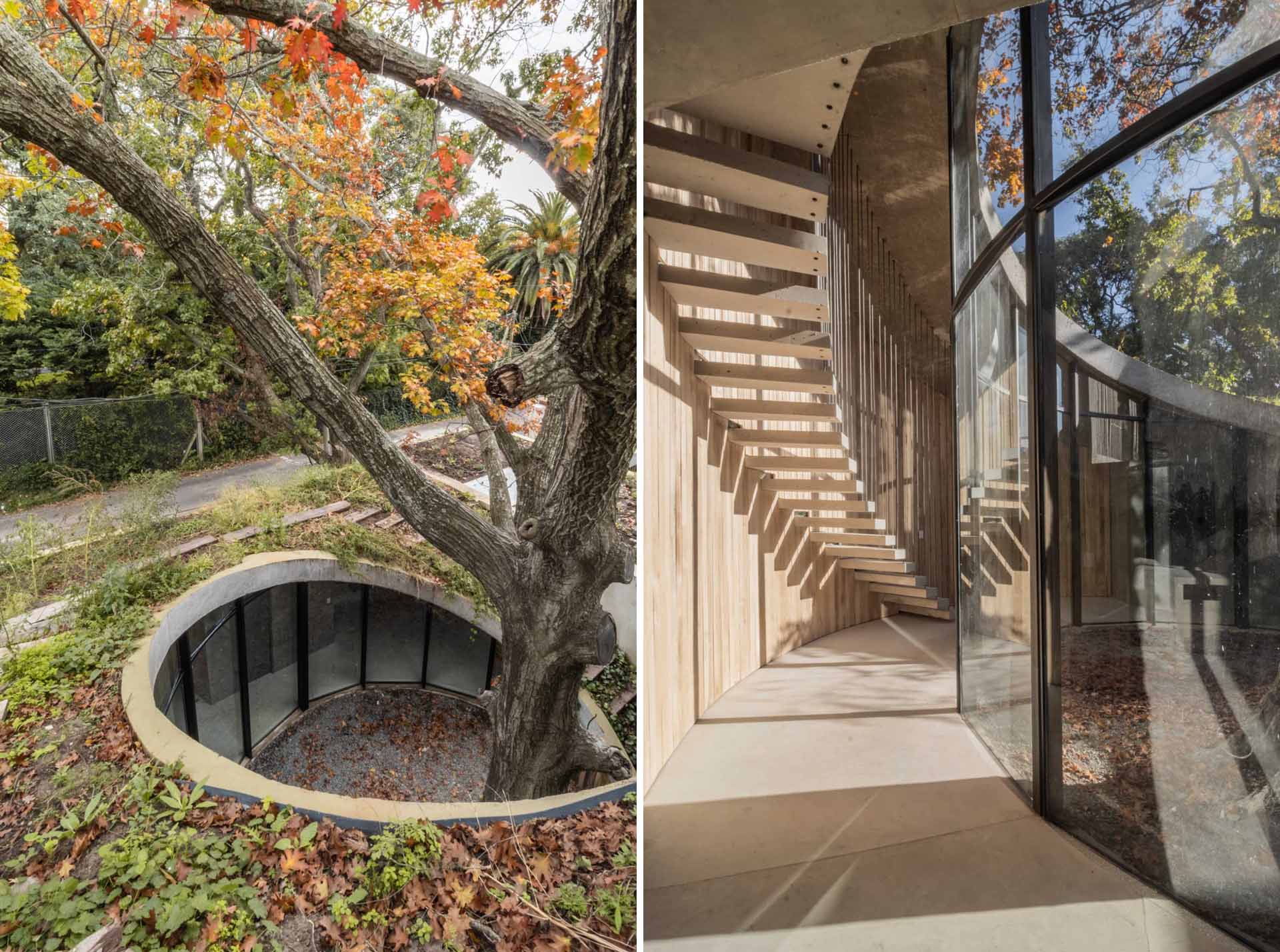 Arjantin'de 100 Yıllık Meşe Ağacının Etrafını Saran Bir Ev Arkitera